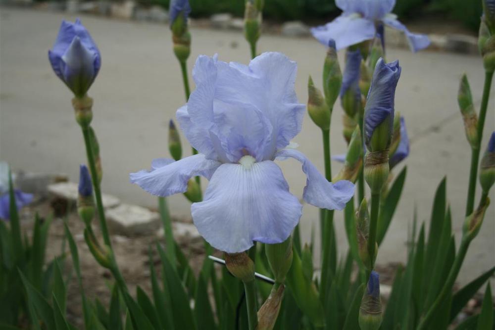 Photo of Tall Bearded Iris (Iris 'Eleanor's Pride') uploaded by KentPfeiffer