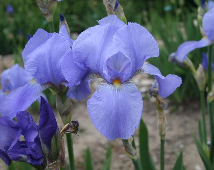 Photo of Tall Bearded Iris (Iris 'Great Lakes') uploaded by KentPfeiffer