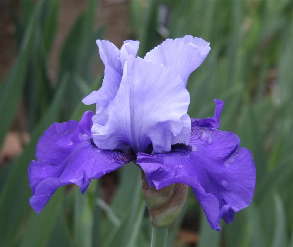 Photo of Tall Bearded Iris (Iris 'Cee Cee') uploaded by KentPfeiffer