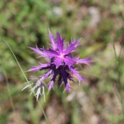 Location: Medina Co., Texas
Date: August 25, 2012
Eryngo, spines above and below the bloom