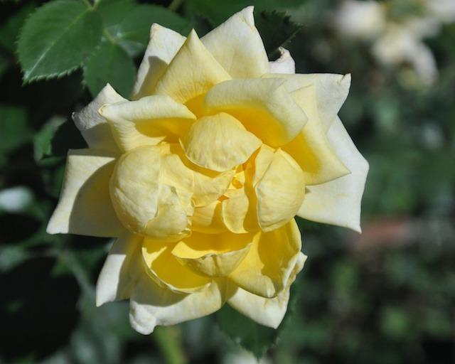 Photo of Rose (Rosa 'Selfridges') uploaded by Steve812
