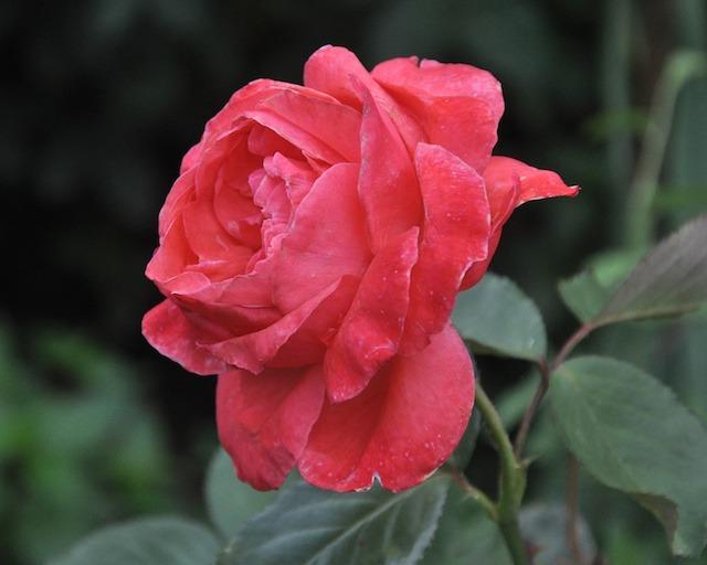 Photo of Rose (Rosa 'Camelot') uploaded by Steve812