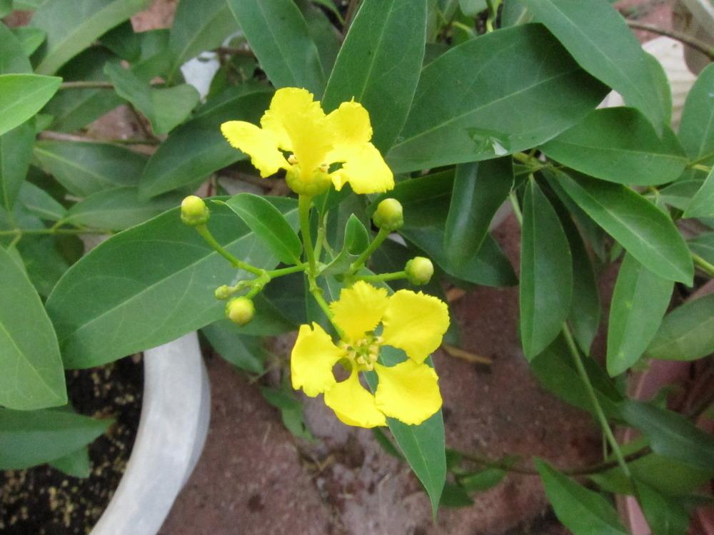 Photo of Yellow Butterfly Vine (Callaeum macropterum) uploaded by piksihk