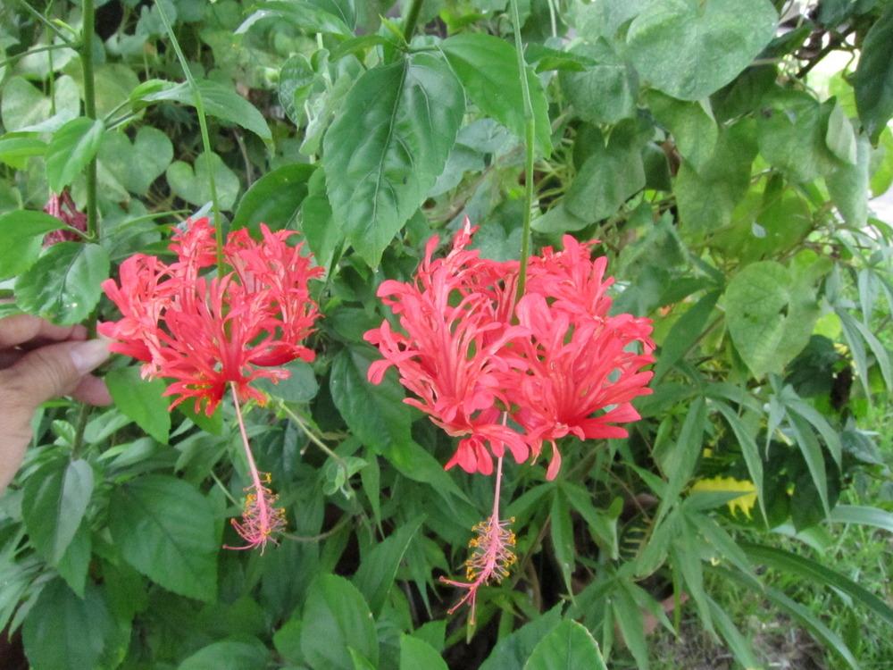 Photo of Chinese Lanterns (Hibiscus schizopetalus) uploaded by piksihk