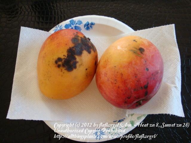Photo of Common Mango (Mangifera indica) uploaded by flaflwrgrl