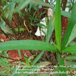Location: zone 8 Lake City, Fl.
Date: 2012-07-30
leaves