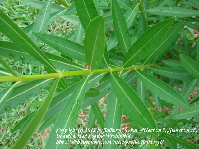 Photo of Oleanders (Nerium oleander) uploaded by flaflwrgrl