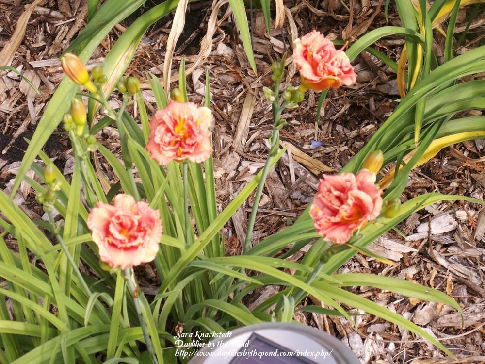 Photo of Daylily (Hemerocallis 'Tropical Delight') uploaded by Joy