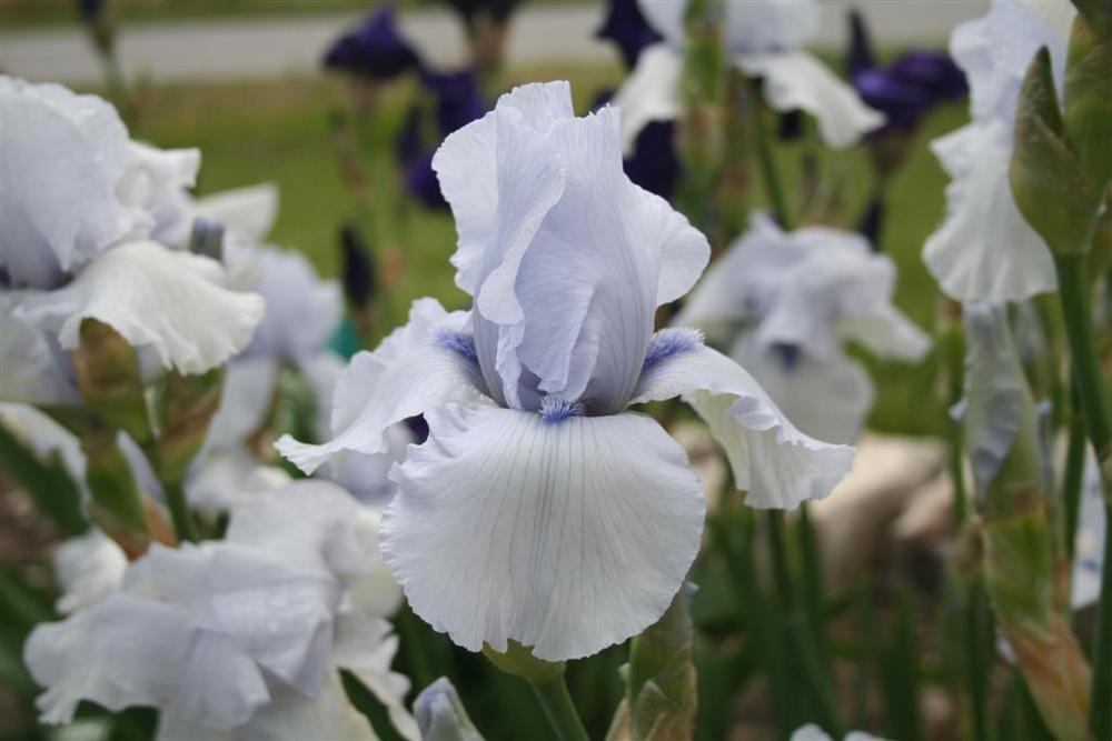Photo of Tall Bearded Iris (Iris 'Song of Norway') uploaded by KentPfeiffer