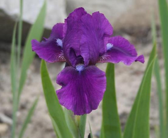Photo of Intermediate Bearded Iris (Iris 'Voila') uploaded by KentPfeiffer