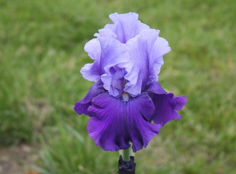 Photo of Tall Bearded Iris (Iris 'Mystique') uploaded by KentPfeiffer