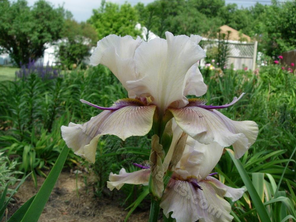 Photo of Tall Bearded Iris (Iris 'Thornbird') uploaded by Moby
