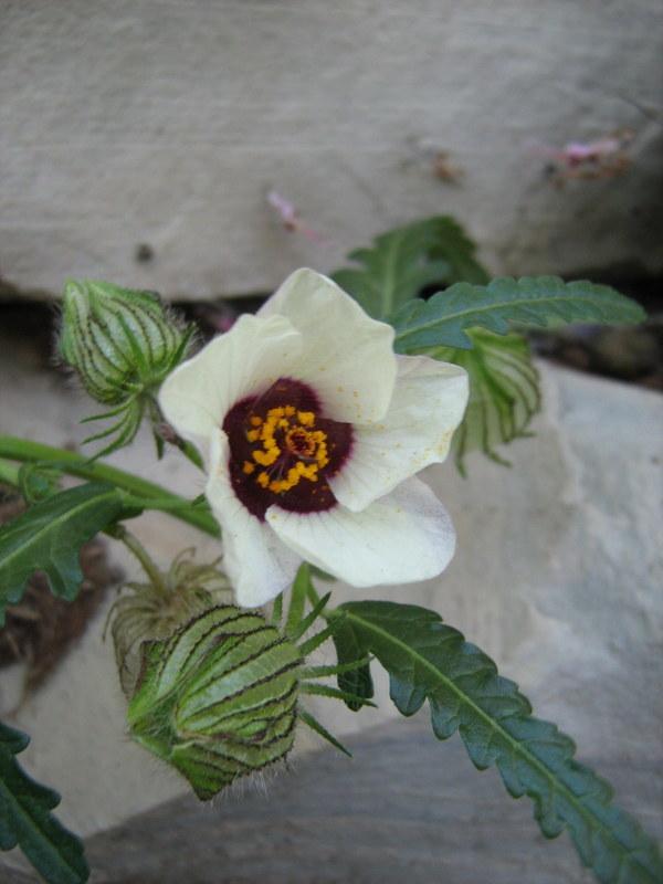 Photo of Flower of an Hour (Hibiscus trionum) uploaded by gardengus