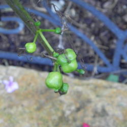 Location: Butterfly garden
Date: 2012-08-28
After the bloom...seed pods form.