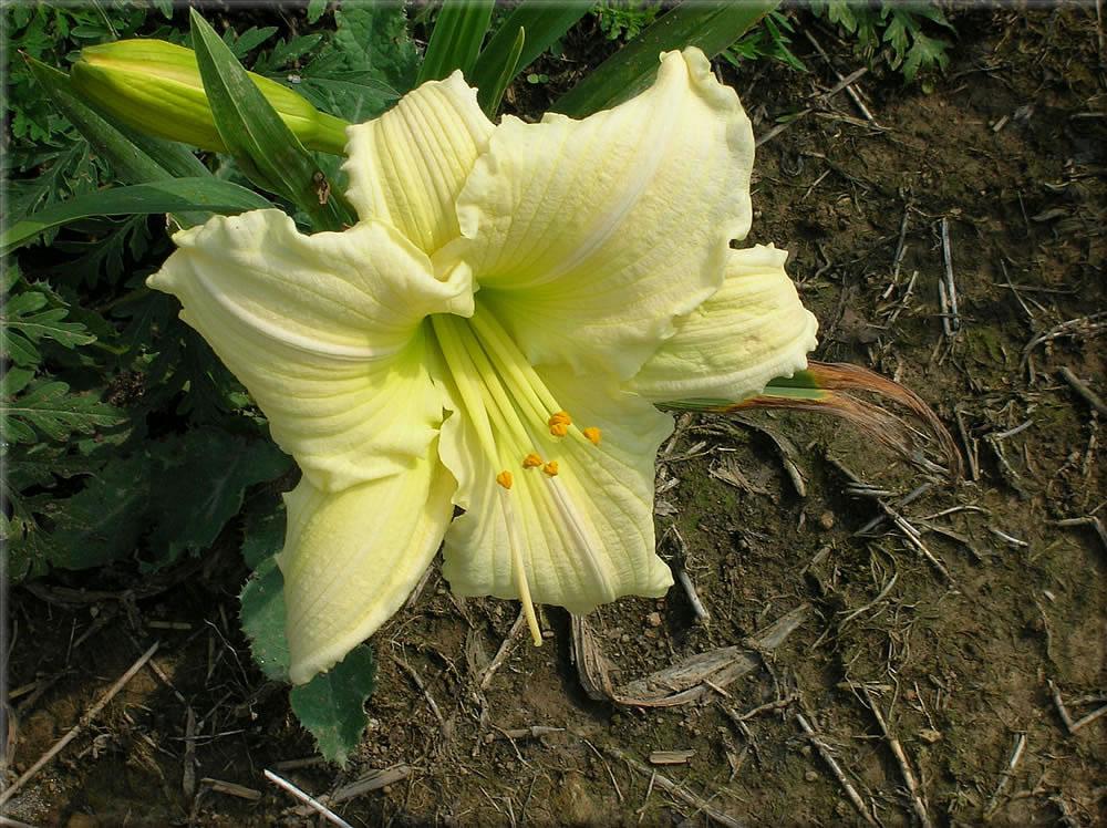 Photo of Daylily (Hemerocallis 'Song of Promise') uploaded by vic