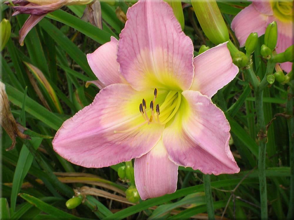 Photo of Daylily (Hemerocallis 'Sovereign Queen') uploaded by vic