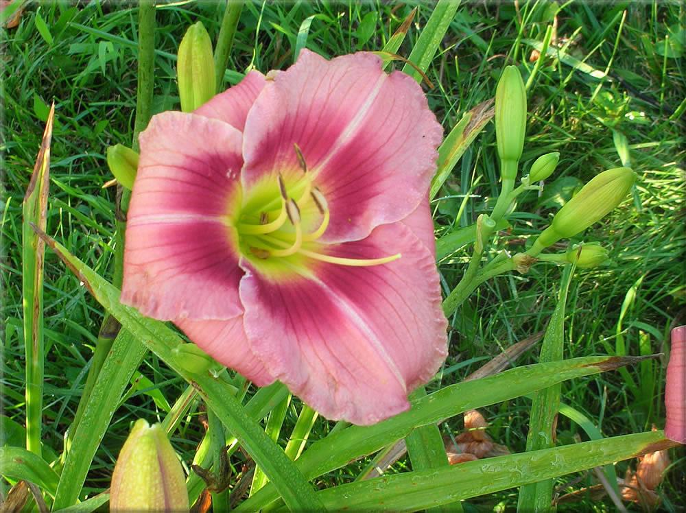 Photo of Daylily (Hemerocallis 'So Excited') uploaded by vic