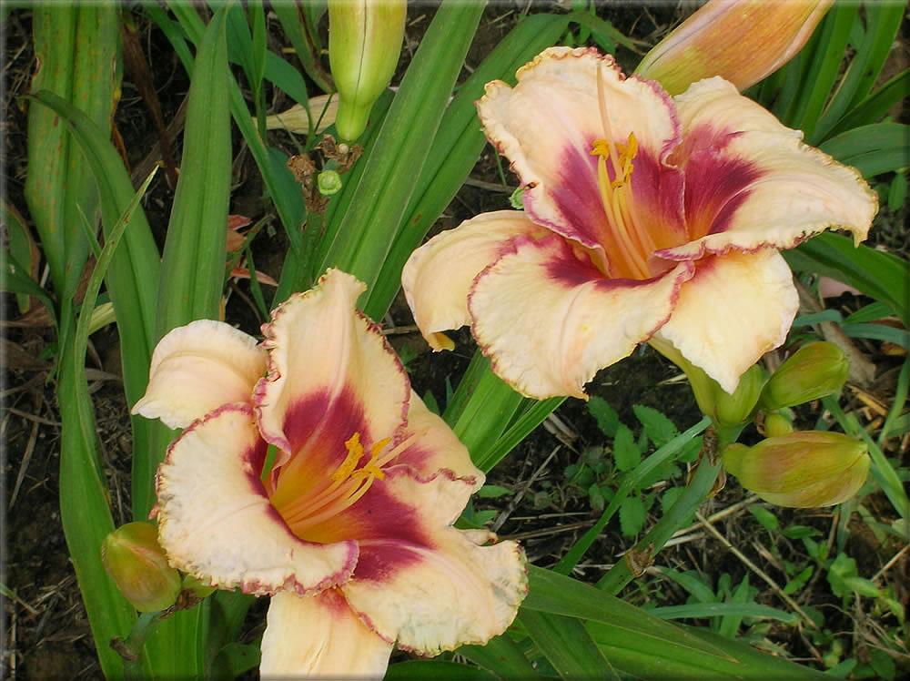Photo of Daylily (Hemerocallis 'Spacecoast Cherries and Cream') uploaded by vic