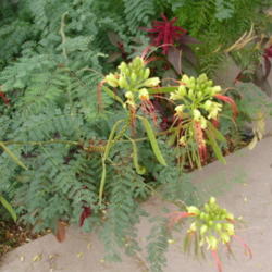 Location: Denver Botanic Gardens
Date: 2012-08-29
Bean Family Caesalpinia gilliesii Bird of Paradise Argentina