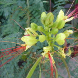 Location: Denver Botanic Gardens
Date: 2012-08-25
Bloom of Bird of Paradise from Argentina