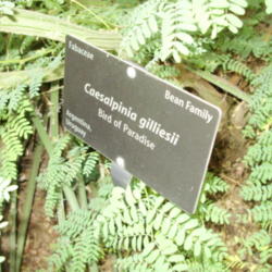 Location: Denver Botanic Gardens
Date: 2012-08-29
Identification tag for Bean Fam Caesalpinia gilliesii Bird of Par