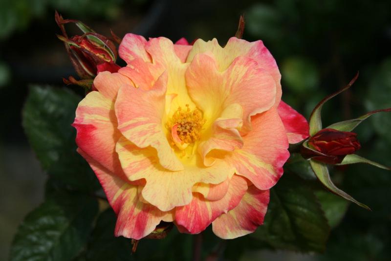 Photo of Rose (Rosa 'Jacob's Robe') uploaded by Calif_Sue