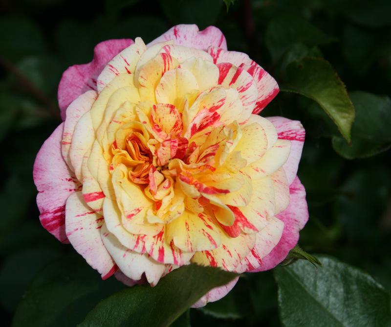 Photo of Rose (Rosa 'All American Magic') uploaded by Calif_Sue