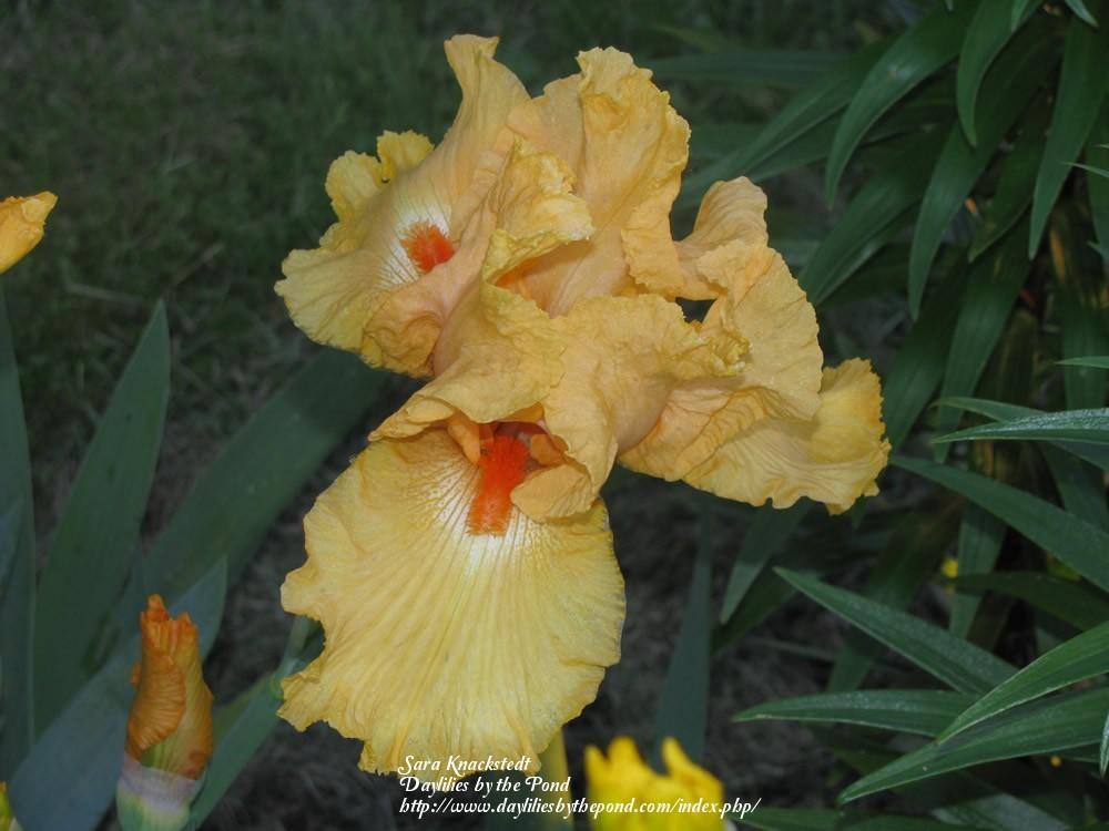 Photo of Tall Bearded Iris (Iris 'Good Show') uploaded by Joy