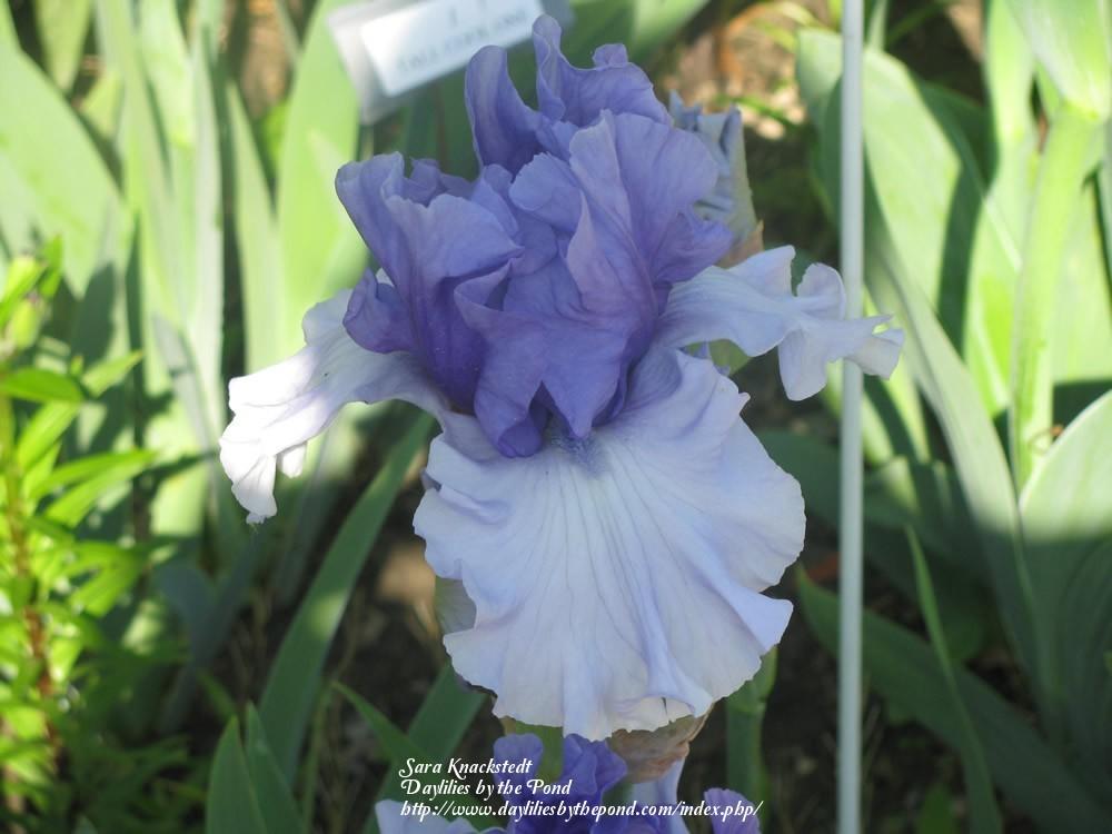 Photo of Tall Bearded Iris (Iris 'Crowned Heads') uploaded by Joy