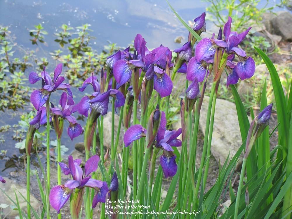 Photo of Siberian Iris (Iris 'Chilled Wine') uploaded by Joy