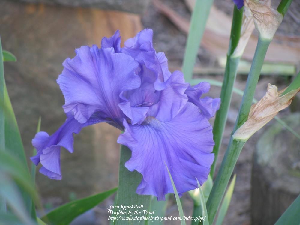 Photo of Tall Bearded Iris (Iris 'Breakers') uploaded by Joy