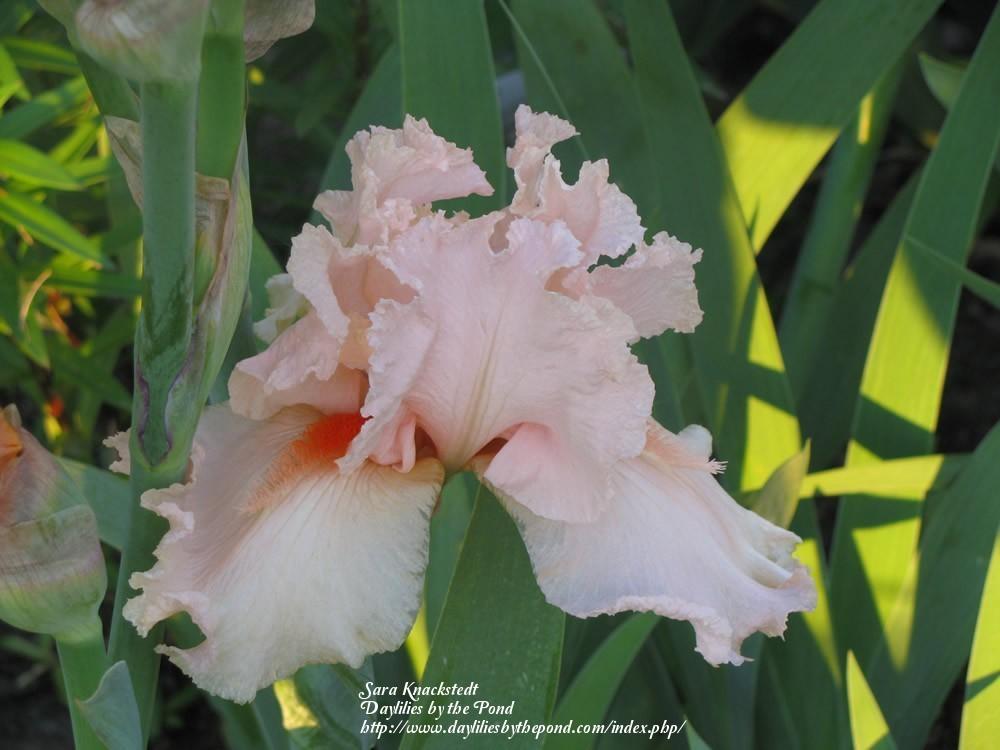 Photo of Tall Bearded Iris (Iris 'Coral Point') uploaded by Joy