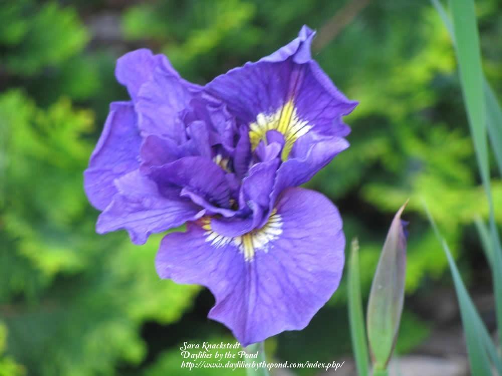 Photo of Siberian Iris (Iris 'Double Standards') uploaded by Joy