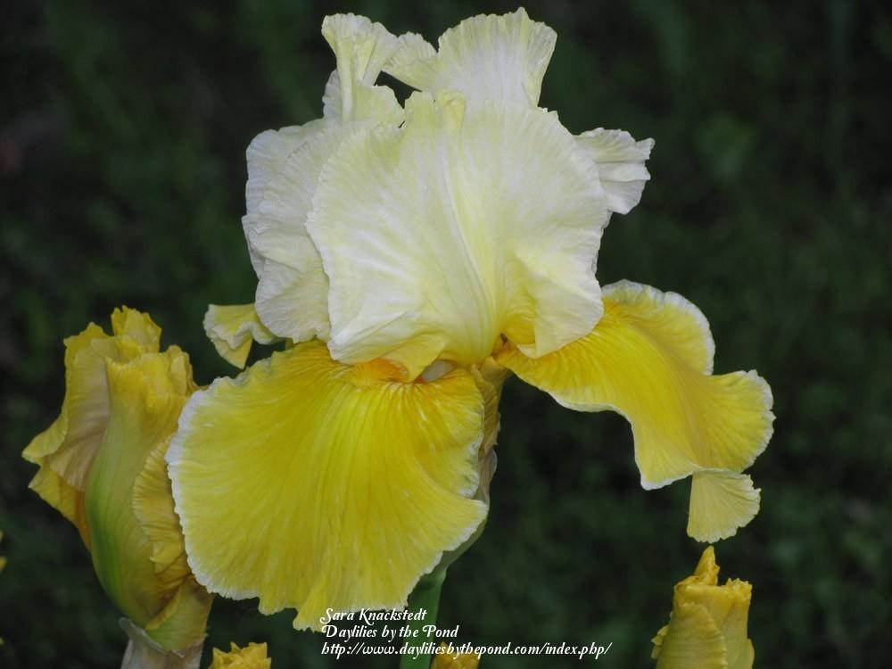 Photo of Tall Bearded Iris (Iris 'Canary Delight') uploaded by Joy