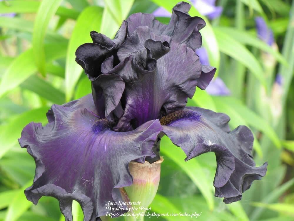 Photo of Tall Bearded Iris (Iris 'Blackalicious') uploaded by Joy