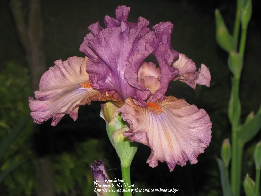 Photo of Tall Bearded Iris (Iris 'Dandy Candy') uploaded by Joy