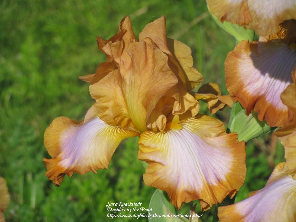 Photo of Tall Bearded Iris (Iris 'Competitive Edge') uploaded by Joy