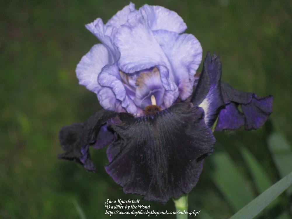 Photo of Tall Bearded Iris (Iris 'Dangerous Mood') uploaded by Joy