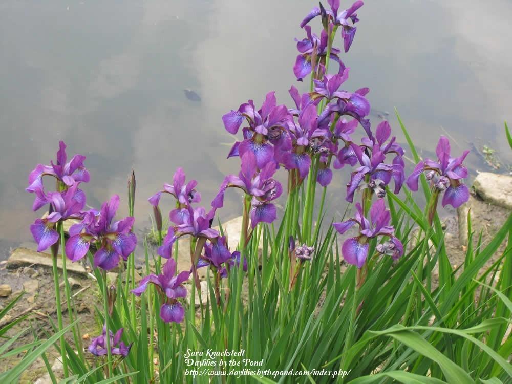 Photo of Siberian Iris (Iris 'Chilled Wine') uploaded by Joy