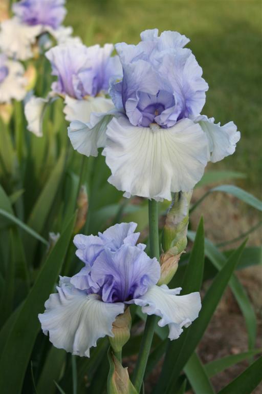 Photo of Tall Bearded Iris (Iris 'Brussels') uploaded by KentPfeiffer