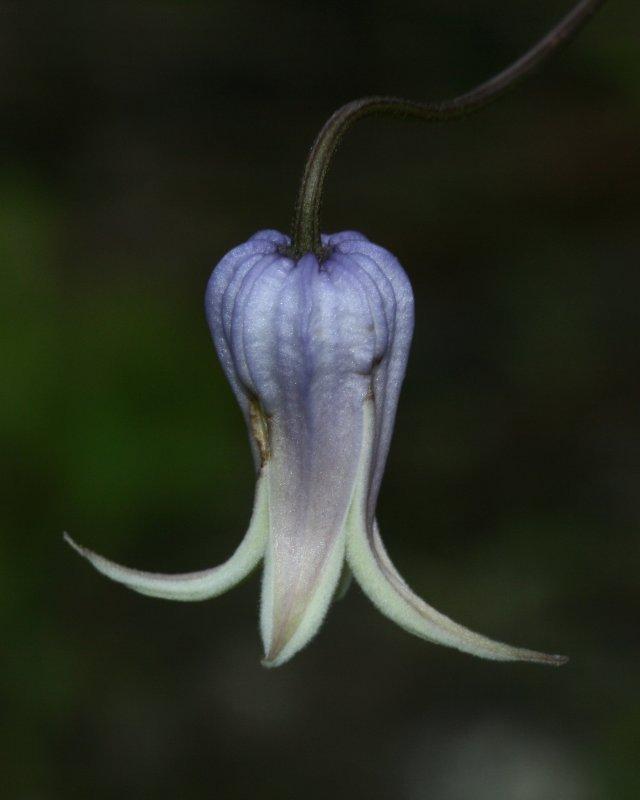 Photo of Clematis (Clematis baldwinii) uploaded by flaflwrgrl
