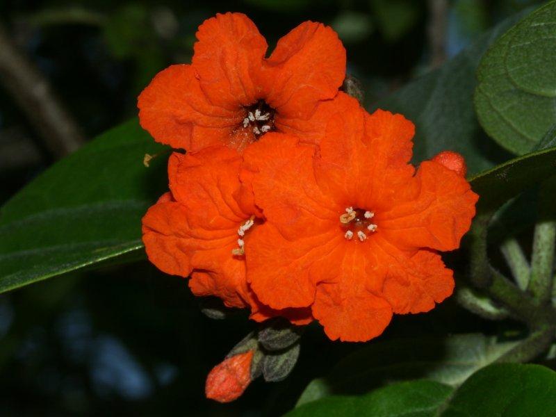 Photo of Orange Geiger Tree (Cordia sebestena) uploaded by flaflwrgrl