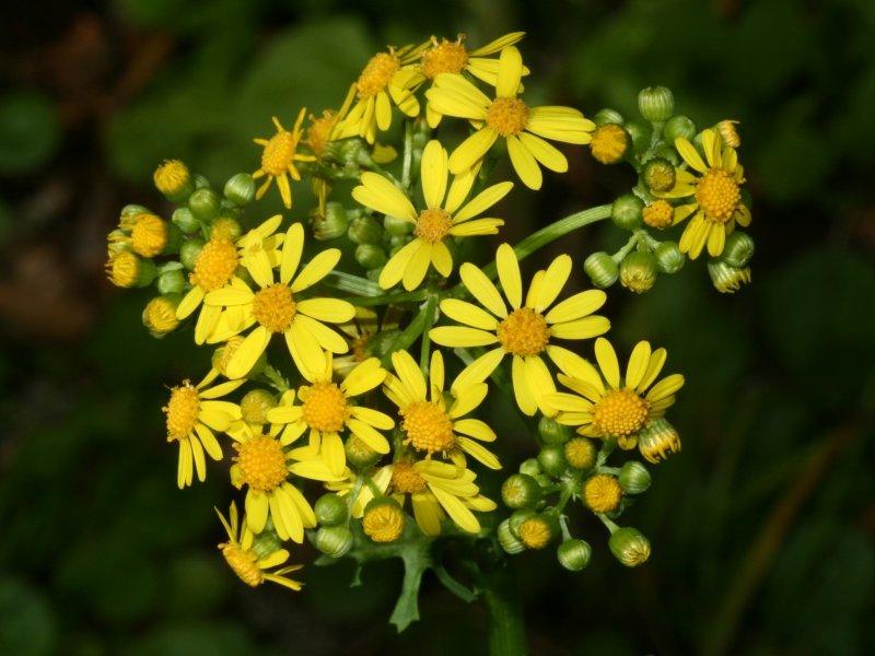 Photo of Butterweed (Packera glabella) uploaded by flaflwrgrl