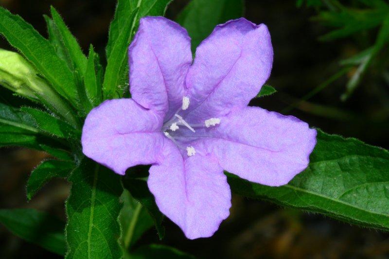 Photo of Carolina Wild Petunia (Ruellia caroliniensis) uploaded by flaflwrgrl