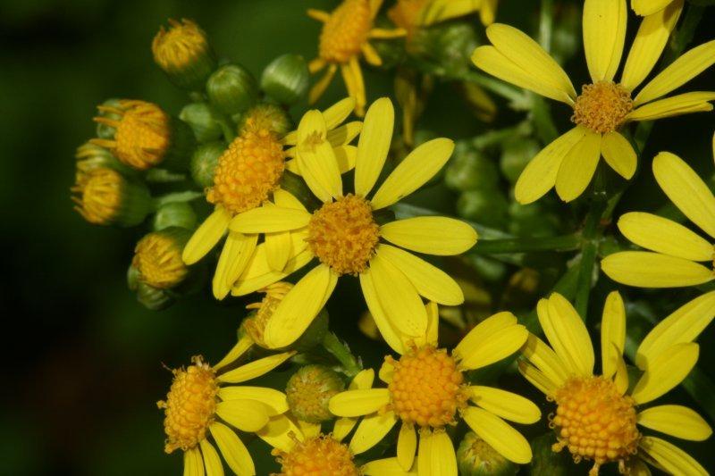 Photo of Butterweed (Packera glabella) uploaded by flaflwrgrl