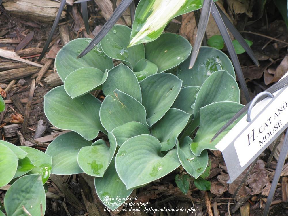 Photo of Hosta 'Cat and Mouse' uploaded by Joy