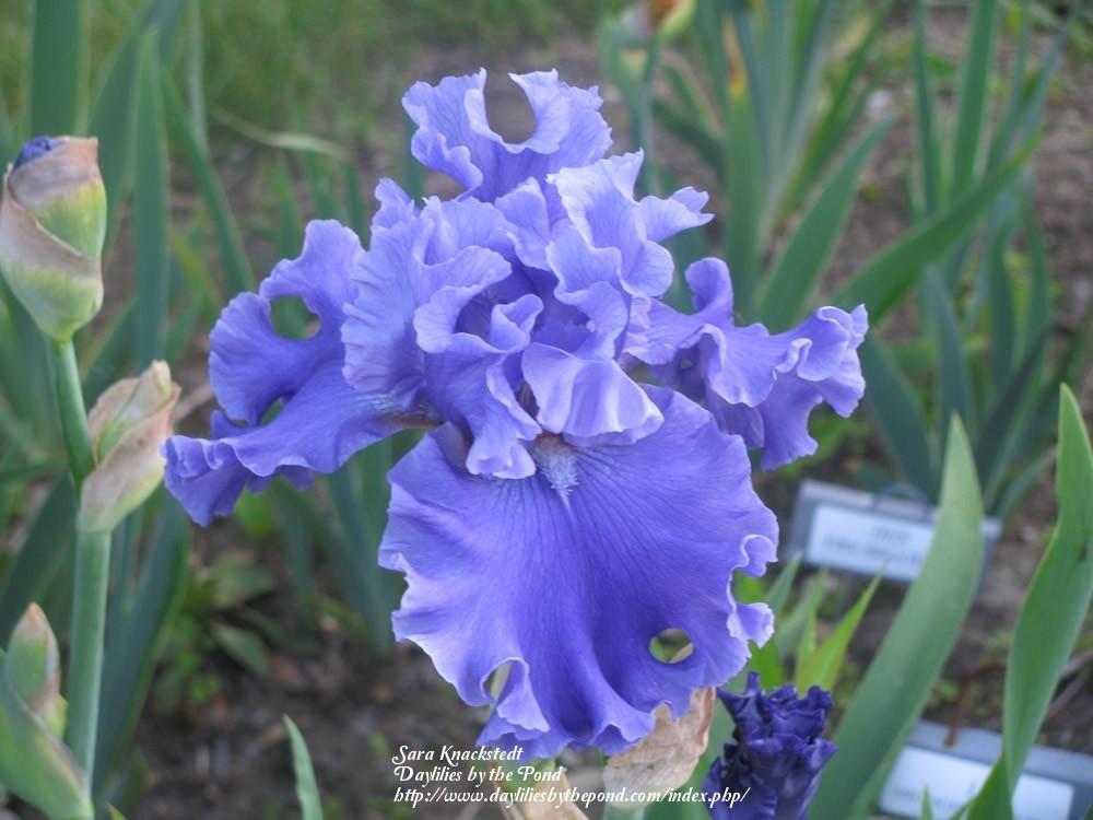 Photo of Tall Bearded Iris (Iris 'Sea Power') uploaded by Joy