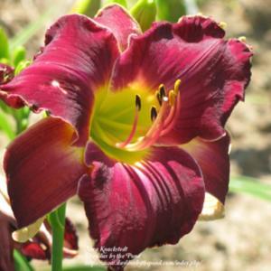 Photo Courtesy of Daylilies by the Pond. Used with Permission.
