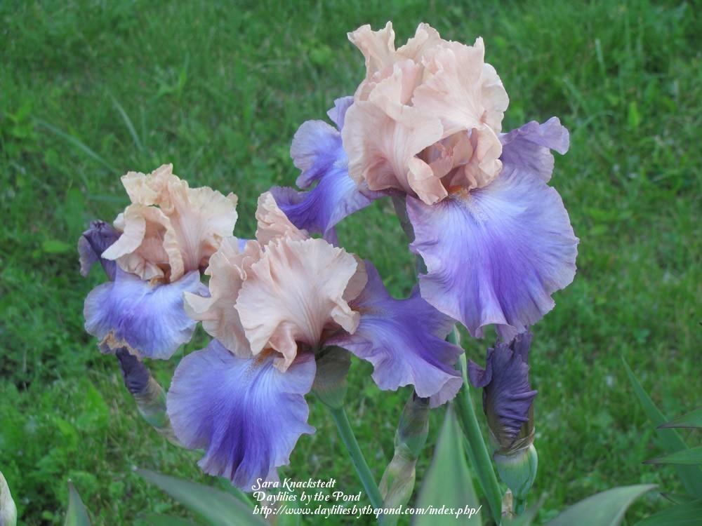 Photo of Tall Bearded Iris (Iris 'Poem of Ecstasy') uploaded by Joy