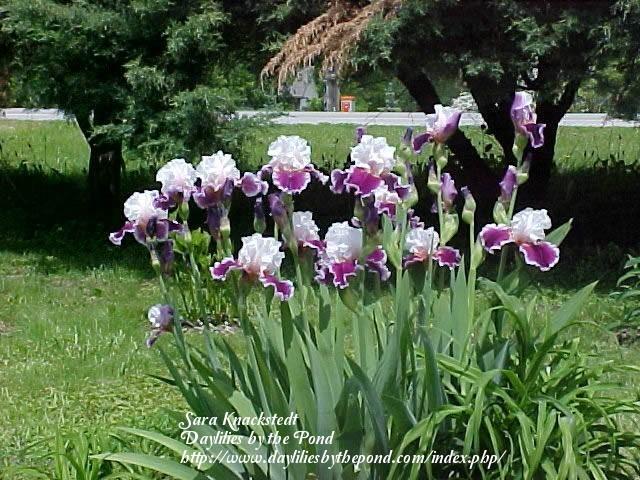 Photo of Tall Bearded Iris (Iris 'Ringo') uploaded by Joy